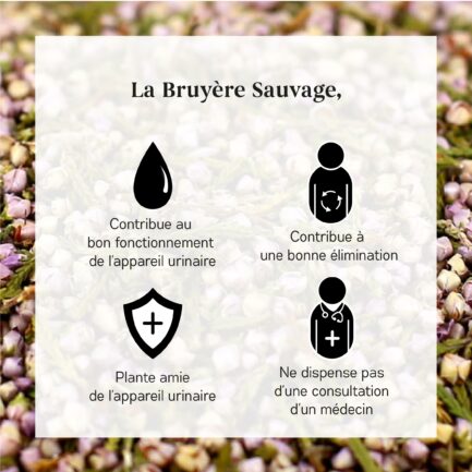 Bienfait de la Bruyère