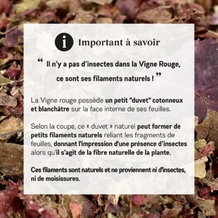 Vigne important à savoir, pas d'insectes, ce sont ses filaments naturels