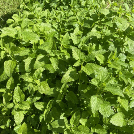 Mélisse bio française issue de nos champs bio en Corrèze.